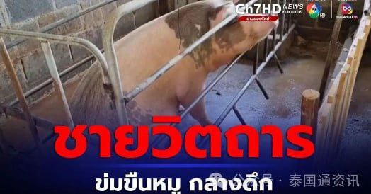泰国 裸体男深夜强奸怀孕母猪-博彩社区-博彩论坛